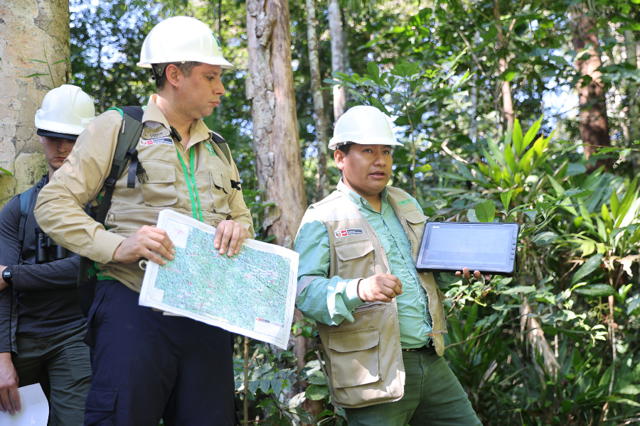 Inteligencia artificial protegerá bosques y combatirá tala ilegal